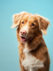 Portrait of a Nova Scotia Duck Tolling Retriever on a lilac background. Toller dog 
