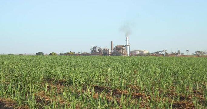 sugar cane plantation farm sunset usine in background selective focus