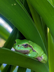 European tree frog sits on the plant close up
