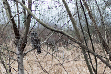 Barred Owl 