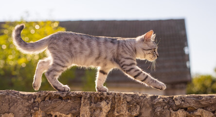 A grey tabby cat walking on the fence