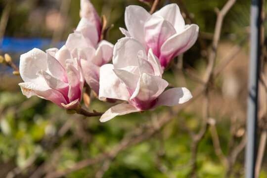 Magnolia blossom against a green background