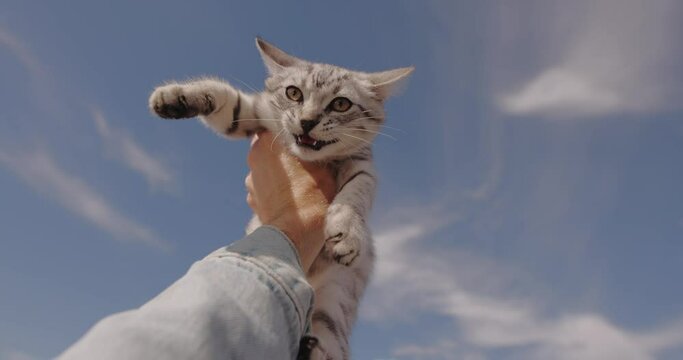 POV male hand holding kitten like a lion Simba against sky background