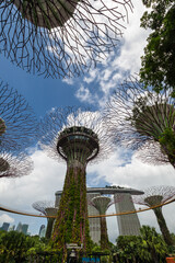 The Supertree Grove in Gardens by the Bay in Singapore