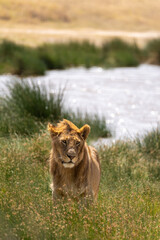 young lion standing in the savanna near a waterhole on a sunny day