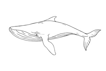 Fototapeta premium Linear sketch of a marine mammal blue whale.Vector graphics.