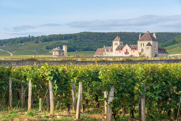 Fototapeta na wymiar Weinbau im Burgund