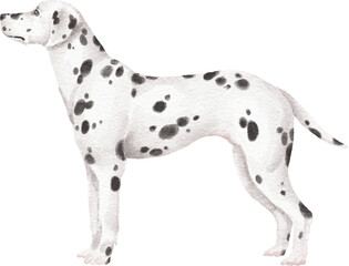 Dalmatian dog illustration
