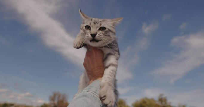 POV male hand holding little cat against sky view background