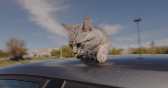 A small cat is afraid to walk on the street and crawls on the roof of the car