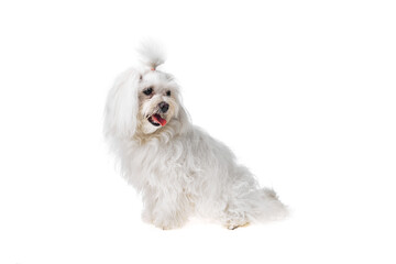 Beautiful and cute white bichon maltese dog over isolated background. Studio shoot of purebreed bichon puppy.