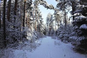 winter forest in the snow