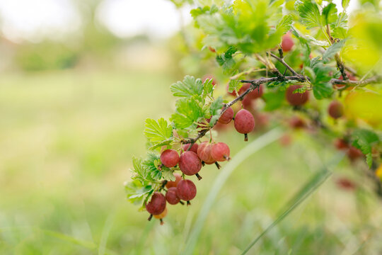 Fresh gooseberry on a branch of a gooseberry bush in the garden. A bush of ripe berries. High quality photo, nature background. Organic food banner