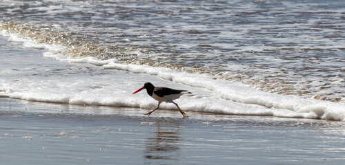 The beauty of American oystercatcher found in Xangri-lá in Rio Grande do Sul, Brazil.	