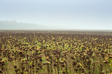 withered sunflowers in the mists of autumn