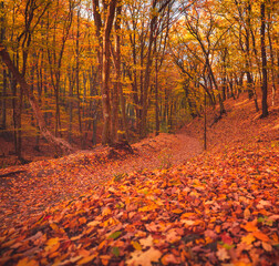 Nice autumnal scene in the forest