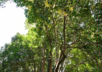 Fototapeta premium Beautiful tree outdoor image