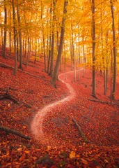 Schöne herbstliche Szene im Wald © Horváth Botond