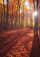 Nice autumnal scene in the forest