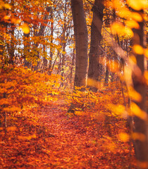 Nice autumnal scene in the forest