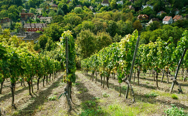 Fototapeta na wymiar Vineyards on hills of Wurzburg and amazing small houses on other hill