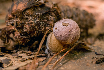 mushrooms