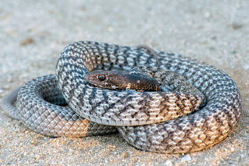 coachwip snake coiling in defense warming up in the sun