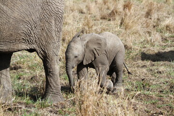 Obraz na płótnie Canvas Mother elephant protecting her tiny elephant calf under her belly