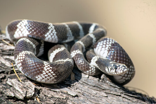 Common Kingsnake Warming Up In The Sun And Hunting 