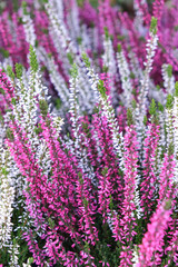 Pink white heather ling flower background. Selective focus area.