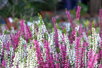 Obraz premium Pink white heather ling flower background. Selective focus area.
