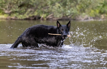 Black German Shepherd 
