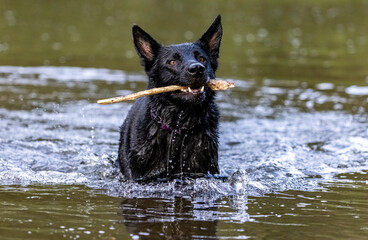 Black German Shepherd 