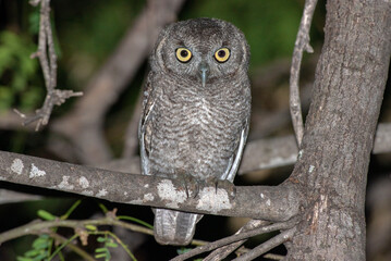 Elf owl perching on a mesquite three at night 