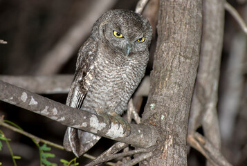 Elf owl perching on a mesquite three at night 