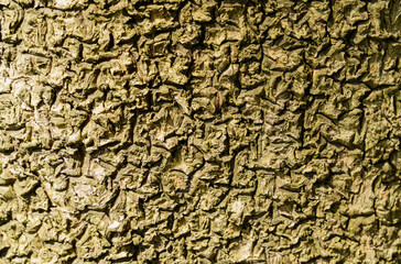 Brown green tree bark texture, twisted bark pattern.