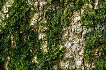 Texture of tree bark with green moss.
