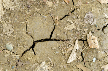 The texture of the earth is cracked from the drought, dry leaves lie on it.