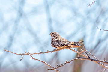 Lesser nighthawk perching on a branch 