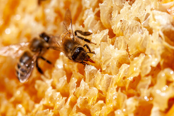 Apiculture - Abeille mellifère léchant du miel sur un cadre de hausse après la récolte - obrazy, fototapety, plakaty
