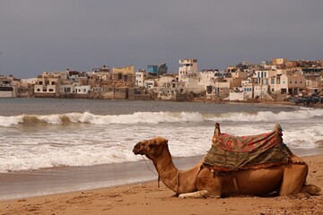 sleeping camel on the beach