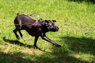 Cane Corso attacking dog handler during aggression training.