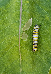 Monarch Caterpillar 