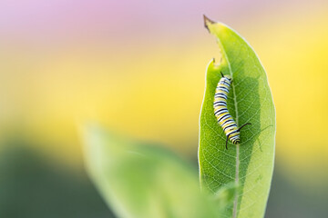 Monarch Caterpillar 