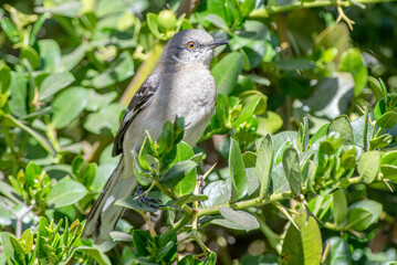 northen mockingbird perching on a green bush