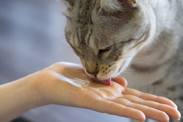 cat eat caviar from hand. close up