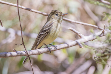 Pacific slope flycatcher perching on a branch