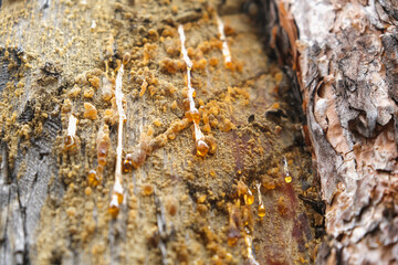 Wood resin coming out of wood. Tree sap coming out of a pine tree. Resin close-up. Extraction of resin from the trunk of a tree.