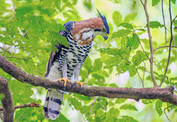 ornate hawk eagle perching on a branch looking for preys 