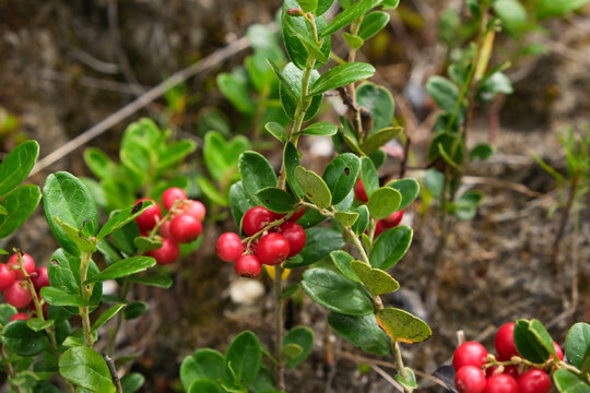 Red ripe lingonberry close-up. Red cranberry berry in the forest. Red cranberries growing in the wild forest.